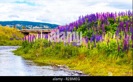 View of the blossoming lupines along the river bank in the national park Torres del Paine, Patagonia, Chile Stock Photo