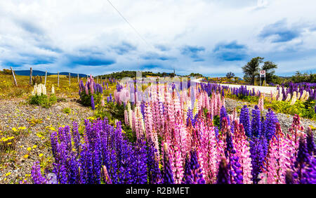 View of flowering lupines along the road in the national park Torres del Paine, Patagonia, Chile Stock Photo