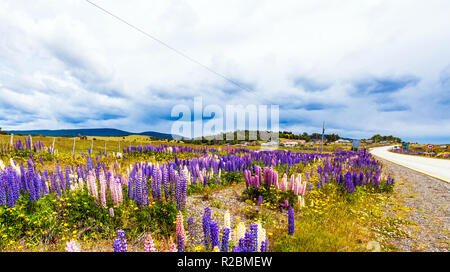 View of flowering lupines along the road in the national park Torres del Paine, Patagonia, Chile Stock Photo