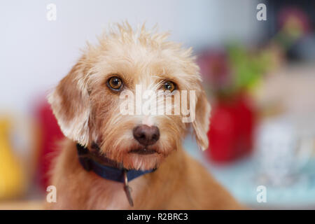 Portrait indoor little cross breed dog in colorful interior Stock Photo