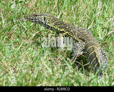 A Nile monitor (Varanus niloticus) makes its way through grass at the  edge of the  Kazinga Channel between Lake George and Lake Edward. Queen Elizabe Stock Photo