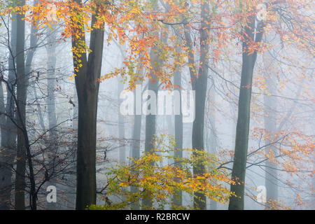 Misty King's Wood, Challock, Kent, UK during a November afternoon. Brightly coloured beech leaves give a painterly effect. Stock Photo