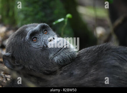 A dominant male Common chimpanzee (Pan troglodytes) relaxes after a morning’s foraging.  Kibale Forest National Park, Uganda. Stock Photo