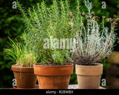 Different spices planted in pots Stock Photo