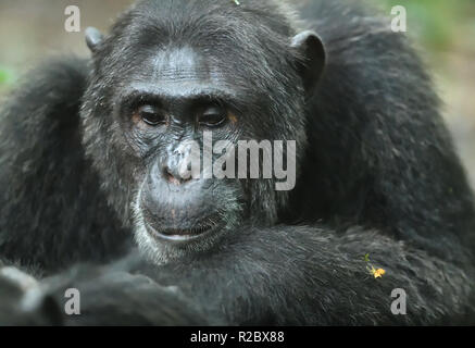 Portrait of a Common chimpanzee (Pan troglodytes).  Kibale Forest National Park, Uganda. Stock Photo