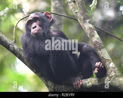 An immature Common chimpanzee (Pan troglodytes) with its pink face and ears watches the adults below from the safety of a tree.  Kibale Forest Nationa Stock Photo