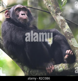 An immature Common chimpanzee (Pan troglodytes) with its pink face and ears watches the adults below from the safety of a tree.  Kibale Forest Nationa Stock Photo