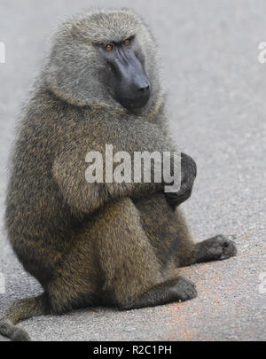 A dominant male Olive Baboon (Papio anubis) sits on the edge of a main road waiting for the members of his troop o catch up.  Kibale Forest National P Stock Photo