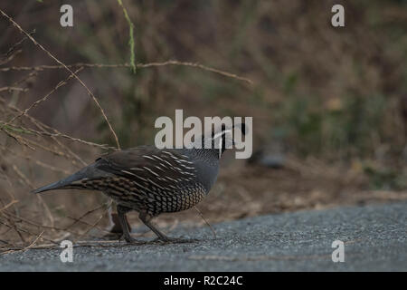 Callipepla californica, the california quail is CA's state bird.  Here a male walks along a path in one of the regional parks. Stock Photo