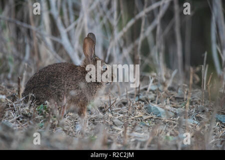Brush rabbit (Sylvilagus bachmani) from near San Francisco Bay in California. Stock Photo