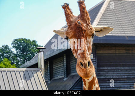 Colchester, Essex, UK - July 27, 2018: Closeup of a giraffe's head close up looking straight towards the camera. Stock Photo