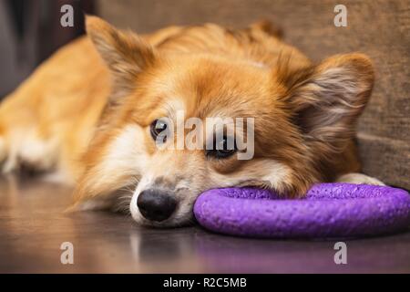 beautiful corgi fluffy close up portrait and his toy