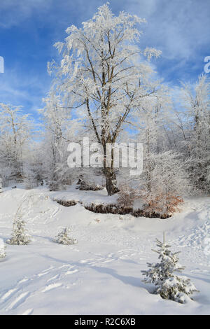 Winter sunny day on mountain, forest, big beech tree and small fir tree covered by hoarfrost, traces in the snow under clear, blue sky Stock Photo