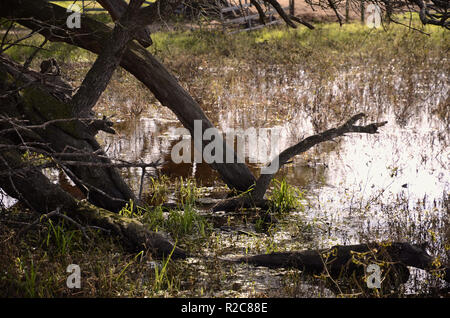 Pond with dry tree limbs in the water; marsh. Stock Photo