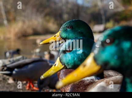 Three male mallard ducks in a row Stock Photo