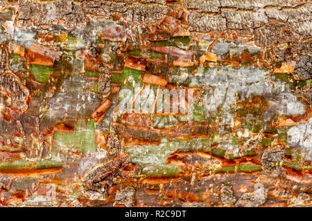 Gumbo-limbo (Bursera simaruba) closeup of peeling tree trunk bark - Topeekeegee Yugnee (TY) Park, Hollywood, Florida, USA