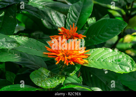 Mexican honeysuckle (Justicia spicigera) - Davie, Florida, USA Stock Photo