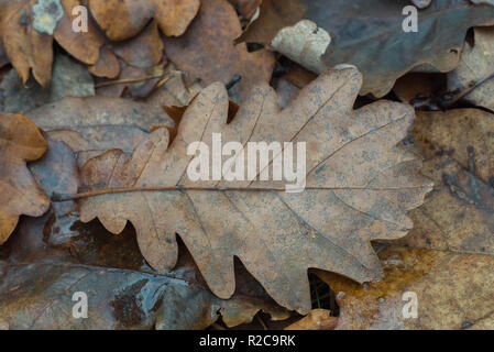 brown oak leaf on ground macro Stock Photo