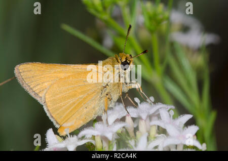 Arogos Skipper, Atrytone arogos, on diamondflowers, Stenaria nigricans Stock Photo