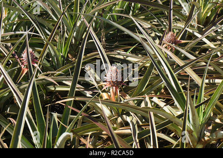 Pineapples growing on a plantation in Hawaii Stock Photo