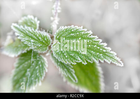 Green leaves on a plant covered in winter frost in a close up view conceptual of the seasons and weather Stock Photo