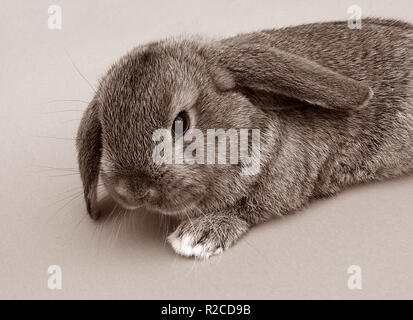 dwarf lop Stock Photo