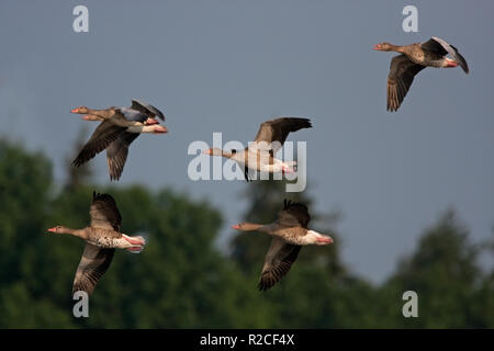 greylag goose, anser anser, Czech republic