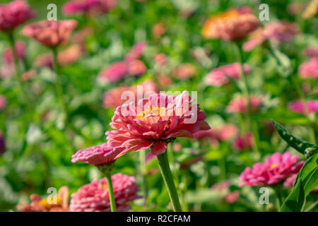 Bright pink flower of zinnia in a rustic garden on a sunny summer day. Natural colorful background Stock Photo