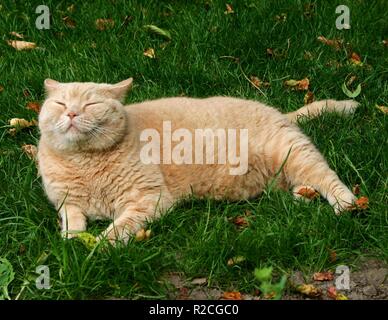 Cat balu hi-res stock photography and images - Alamy