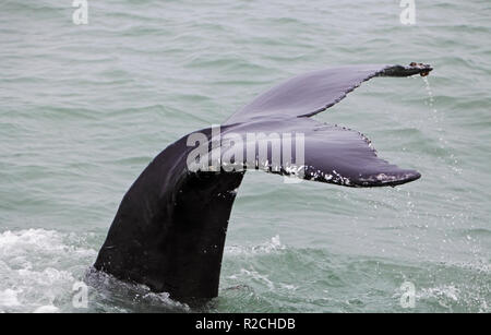 Tail fin of the mighty humpback whale (Megaptera novaeangliae) seen from the boat near Husavik, Iceland Stock Photo