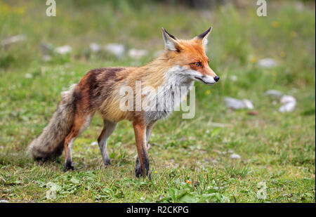 Fox Stock Photo