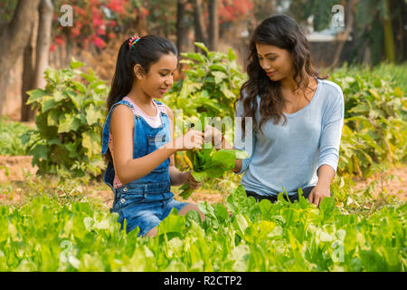 Mother and daughter cutting and collecting spinach leaves sitting in garden. Stock Photo