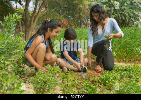 Young boy sitting with his mother and sister planting leafy vegetable saplings in garden using a trowel. Stock Photo