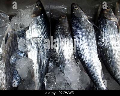 Photo of fresh milkfish or bangus in containers at a wet market Stock Photo