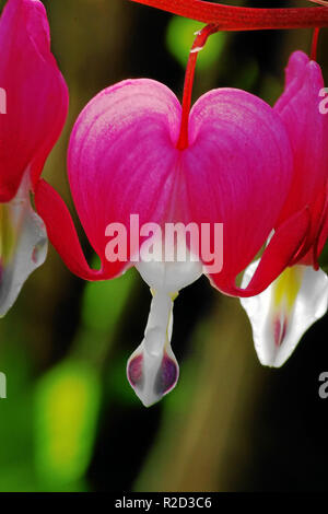 crying heart Stock Photo