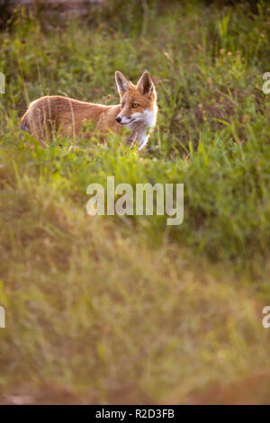 Red fox in its natural habitat - wildlife shot Stock Photo