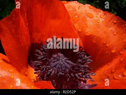 poppy after rain Stock Photo