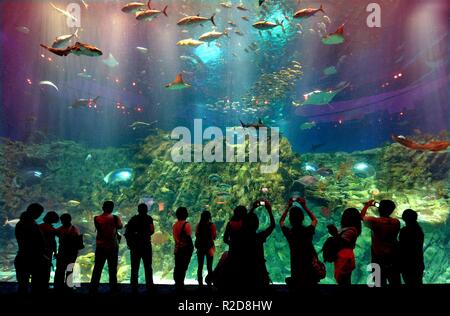 (181119) -- BEIJING, Nov. 19, 2018 (Xinhua) -- Tourists watch fish in the Ocean Park in Hong Kong, south China, May 29, 2012. China is slated to become world's largest theme park market by 2020, when the number of tourists is expected to exceed 230 million, according to a fresh report by U.S. engineering firm AECOM. The number of tourists to Chinese theme parks have seen an average annual growth of 13 percent in the past decade, and reached 190 million in 2017. The number is expected to keep the double digit growth in the following years, according to the report. The report attributes the rapi Stock Photo