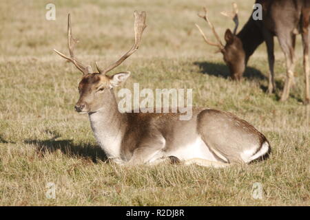 Fallow Deer, Bradgate Park, Leicesershire, UK Stock Photo