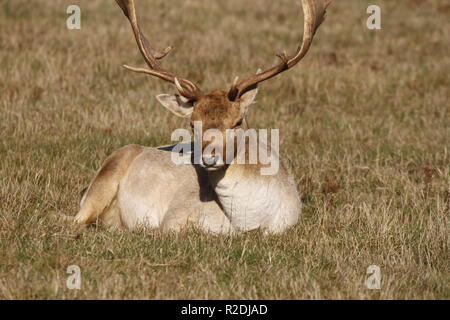 Fallow Deer, Bradgate Park, Leicesershire, UK Stock Photo