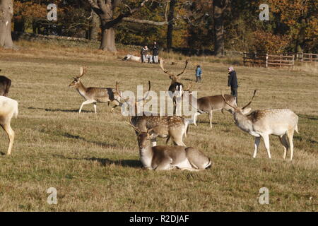 Fallow Deer, Bradgate Park, Leicesershire, UK Stock Photo