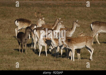 Fallow Deer, Bradgate Park, Leicesershire, UK Stock Photo