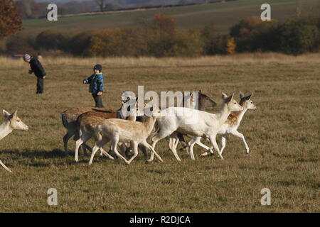 Fallow Deer, Bradgate Park, Leicesershire, UK Stock Photo