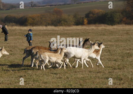 Fallow Deer, Bradgate Park, Leicesershire, UK Stock Photo