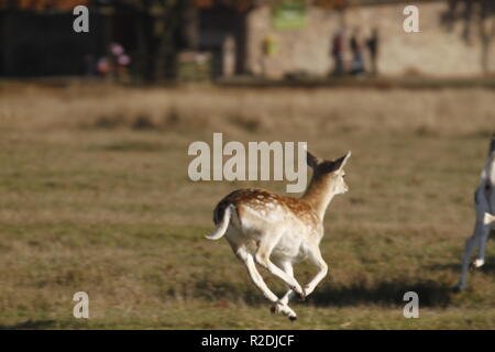 Fallow Deer, Bradgate Park, Leicesershire, UK Stock Photo