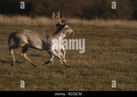 Fallow Deer, Bradgate Park, Leicesershire, UK Stock Photo