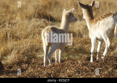 Fallow Deer, Bradgate Park, Leicesershire, UK Stock Photo