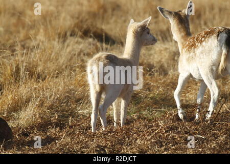 Fallow Deer, Bradgate Park, Leicesershire, UK Stock Photo