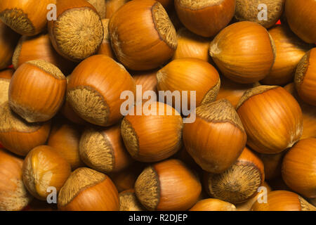 Hazelnuts texture background. filbert. nuts macro Stock Photo