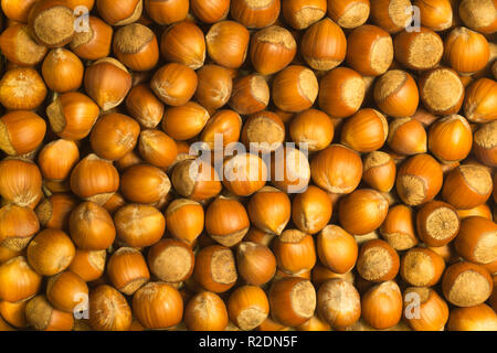 Hazelnuts texture background. filbert. nuts macro Stock Photo